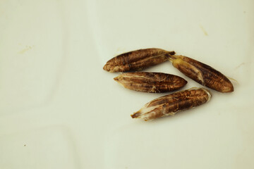 Picture of Deglet Nour date seeds