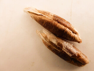 A close-up of Deglet Nour date seeds