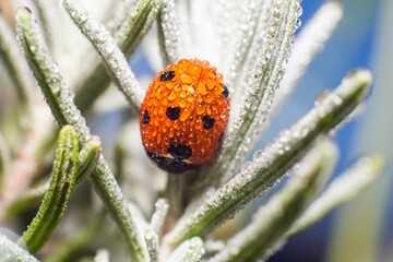 Ladybird perched on a fresh, green plant covered in morning dew, set against a natural background