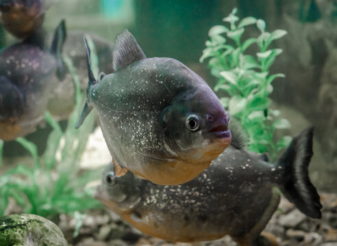 piranha fish swims in the water in an aquarium close up