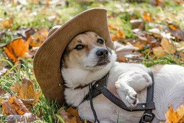 purebred fat dog lying on the yellow autumn leaves fallen, raising his front paw up