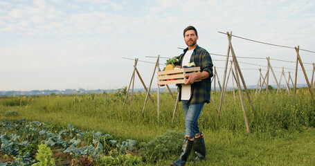 Successful businessman offers variety of fresh vegetables beets, potatoes and carrots. Portrait of smiling caucasian farmer man worker holding box basket of organic nutrition fresh vegetables walking