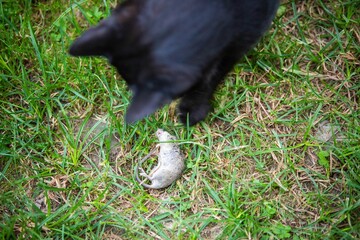 Black cat playing with a dead mouse laying on the ground