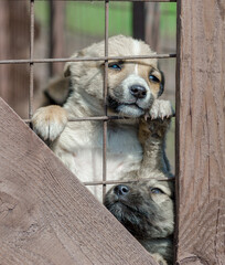 purebred beige puppy in a wooden cage