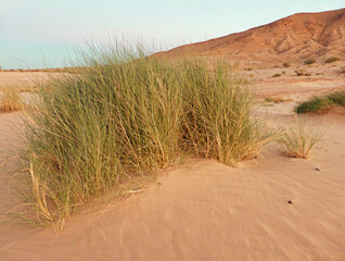 Plant in desert landscape