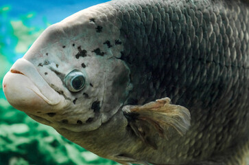 big live fish underwater close up