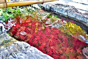 岡山　倉敷　阿智神社　紅葉　秋
