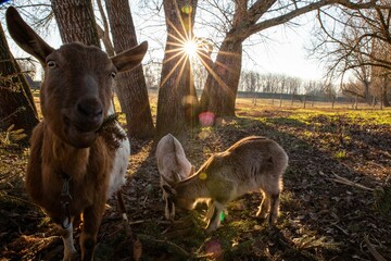Cheerful goat looking at the camera with curiosity, shot during sunset