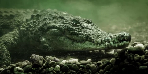 Fotobehang crocodile alligator under water close up © Sofiia