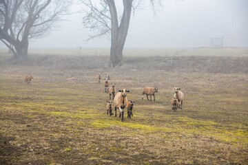 Herd of brown goats gathered in a fog-covered grassy field, peacefully grazing amongst trees