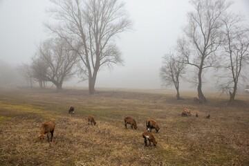 Herd of brown goats gathered in a fog-covered grassy field, peacefully grazing amongst trees