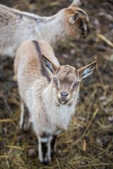Naklejka na ściany i meble Baby goat standing in a hay-strewn dirt field, looking directly into the camera lens