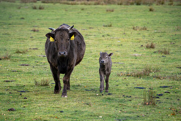 black and white cows