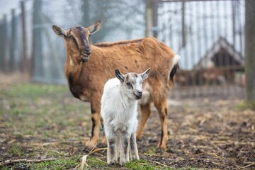 Brown mother goat and its baby white calf standing on a rural field