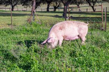 White sow raising piglets for the meat industry is feeding on green grass in the meadow of the Extremaduran pasture. Female porks © mestock