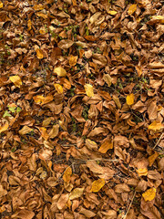 Top view of fallen yellow leaves in autumn.