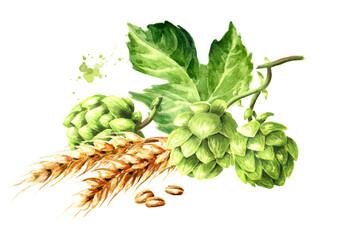 Fresh green hops (Humulus lupulus) and ears of wheat and barley . Hand drawn watercolor illustration isolated on white background - obrazy, fototapety, plakaty