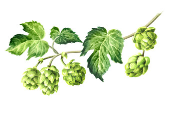 Fresh green hops branch (Humulus lupulus) and hop leaves, Hand drawn watercolor illustration isolated on white background - obrazy, fototapety, plakaty