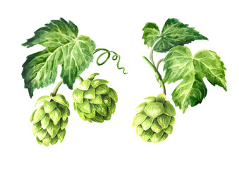 Fresh green hops branch (Humulus lupulus) and hop leaves set, Hand drawn watercolor illustration isolated on white background