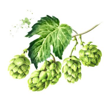 Fresh green hops branch (Humulus lupulus) and hop leaf. Hand drawn watercolor illustration isolated on white background