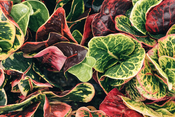 Closeup white Croton leaves background © Iurii