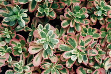 Closeup green and pink Sedum Spurium Tricolor leaves background