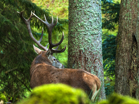 Hirsch im Wald