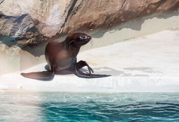 Northern fur seal.
The northern fur seal is widespread in the northern part of the Pacific Ocean. - 675866000