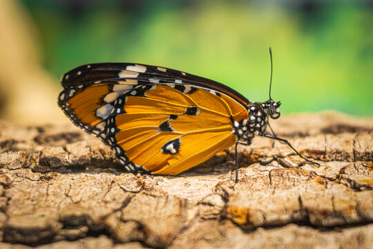 Beautiful orange butterfly on tree trunk. Danaus chrysippus (Plain tiger, African queen or African monarch) is a medium-sized butterfly