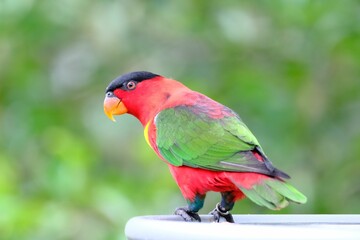 Purple-bellied lory perched atop a circular object in an outdoor setting.