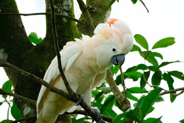 Cockatoo perched atop a tree branch, surveying its surroundings with curiosity.