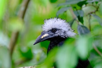 White-crested hornbill perched on a branch in a tropical rainforest setting.