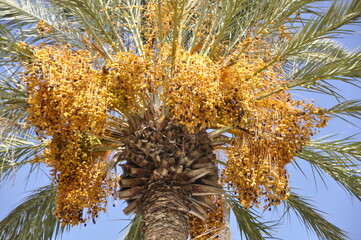 Naklejka premium palm, tree, orchard, date, dates, fruit, cultivation, grove, Tunisia, Africa, plantation,