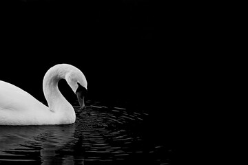 Beautiful white swan gliding on the tranquil surface of a pond