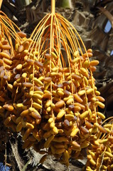 palm, tree, orchard, date, dates, fruit, cultivation, grove, Tunisia, Africa, plantation,