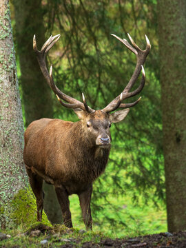 Hirsch im Wald
