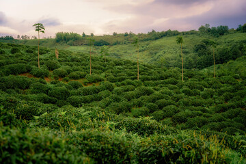 Tea plantation in Guria, Georgia at sunset. High quality photo