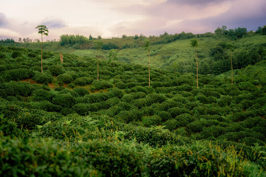 Tea plantation in Guria, Georgia at sunset. High quality photo