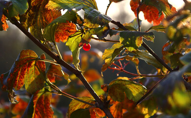 Beautiful maple leaves in autumn sunny day in foreground and blurry background.
