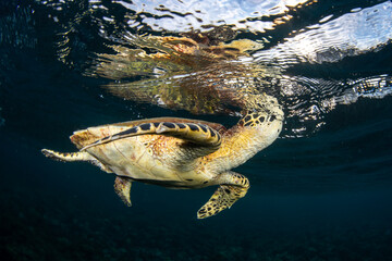 A Hawksbill Sea Turtle - Eretmochelys imbricata is taking a breath of air. Sea life of Bali,...