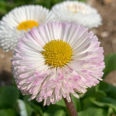 flower - daisy fleabane