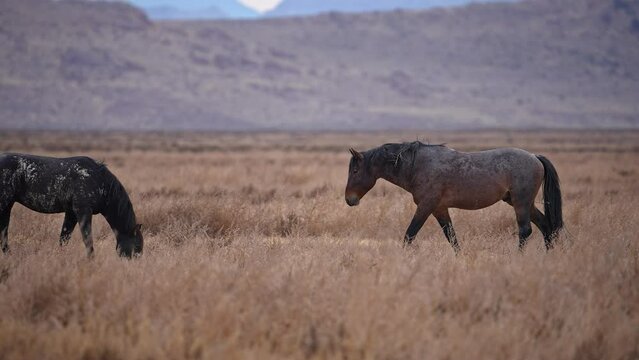 Wild Horses grazing in slow motion in the Utah desert near Simpson Springs.