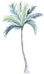 Coconut tree painted watercolor.Tropical beach palm tree.