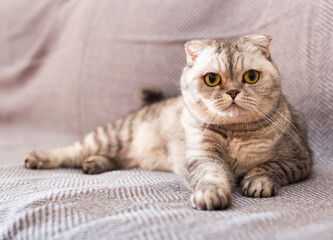 Gray scottish fold posing on gray couch