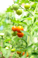 Tomatoes on a branch in a greenhouse closeup
