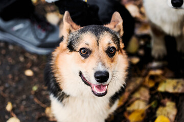 Pembroke Welsh Corgi on a walk. Portrait of a dog in the autumn park