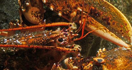 Lobster, homarus gammarus, Adult in a Seawater Aquarium in France