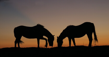 Fototapeta na wymiar Camargue or Camarguais Horse in the Dunes at Sunrise, Camargue in the South East of France, Les Saintes Maries de la Mer