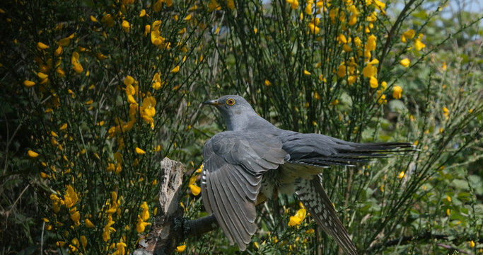 Common Cuckoo, cuculus canorus, Adult standing on branch, Normandy in France
