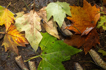 fallen leaves in a puddle of water after autumn rains